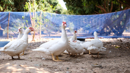 Muscovy duck or Barbary duck in  in countryside farmyard farming lifestyle