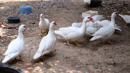 Muscovy duck or Barbary duck in  in countryside farmyard farming lifestyle