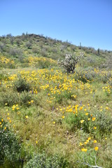 Arizona springtime desert bloom and green grasses