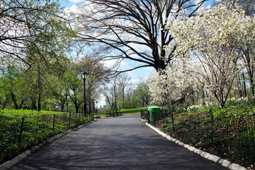 The view of a park with a lawn and blue sky.