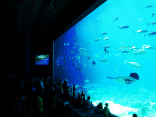 水族館　人々　幻想的　青