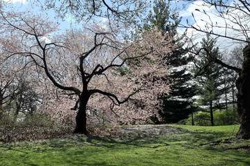 A blooming cherry tree