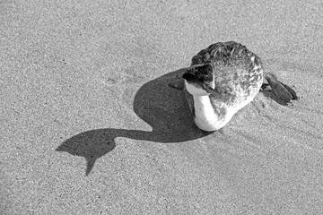 Western grebe [aechmophorus occidentalis] and shadow on Surfers Knoll beach at McGrath State Park in Ventura California United States - black and white