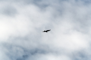 Hawk in flight photographed close-up against a cloudy sky