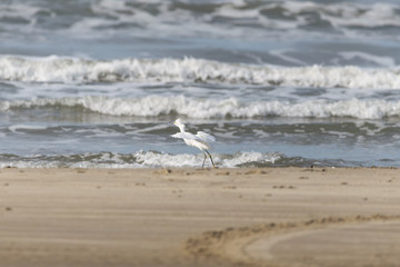 A bird on the beach