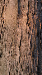 Tree Bark_2