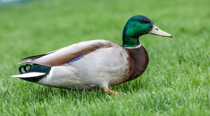 Obraz premium Mallard duck