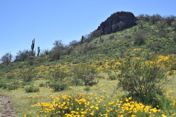 Arizona springtime desert bloom and green grasses