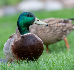 Mallard duck