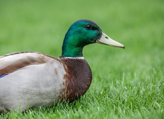 Mallard duck
