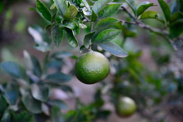 Plants and flowers in a green background.