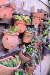 Flowers and Plants in a beautiful background.