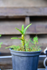 Flowers and Plants in a beautiful background.