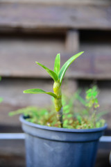 Flowers and Plants in a beautiful background.