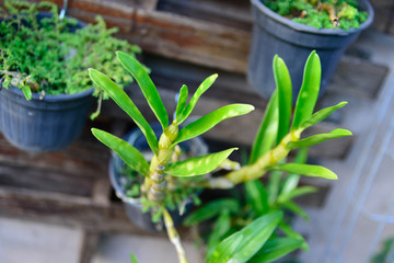 Flowers and Plants in a beautiful background.