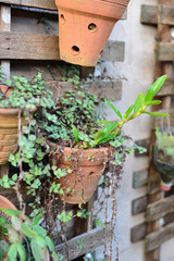 Plants and flowers in a green background.