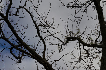 nuvens céu