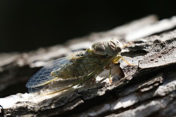 South of France, Occitania - Cicada in the sunlight