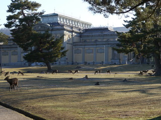 Obraz premium 奈良公園