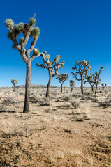Group of Joshua Trees in Open Desert Vertical