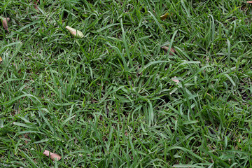Textura de césped