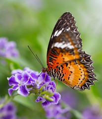 Butterfly and Plants