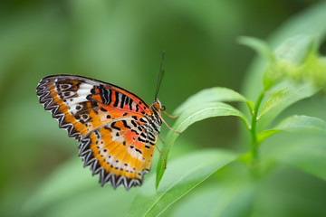 Butterfly and Plants