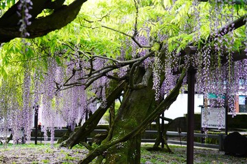 満開の花が美しい黒木の大藤