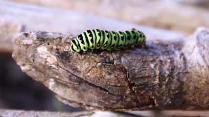 oruga