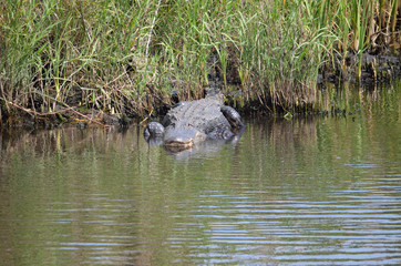 alligator on the shore of a florida canal
