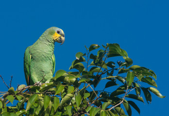 Oranged-winged Parrot