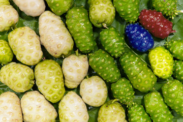 Noni Indian Mulberry fruit on Green leaf background.Beautiful layout.