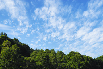 木　空　雲　素材