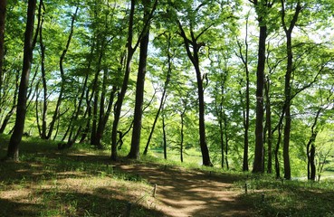 Obraz premium 風景 春 新緑 みどり 池 癒し 茨城