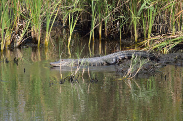 small american alligator on the shore of a florida canal