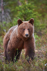 Fototapeta premium Brown Bear (Ursus arctos) photographed frontally.