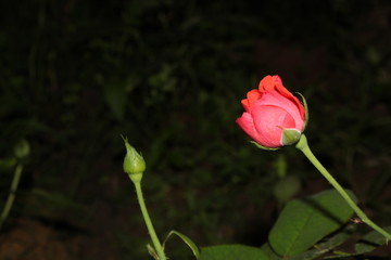 Fresh rose flowers in nature