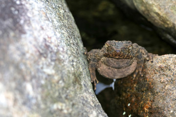 Large frog toad perched on rock in a waterfall