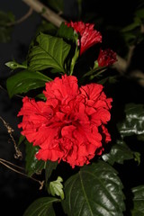 Macro of beautiful red hibiscus flower. Isolated on black background
