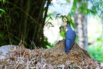 Cuckoo birds in tropical forest nature background
