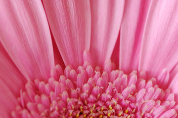 closeup of pink carnation flower