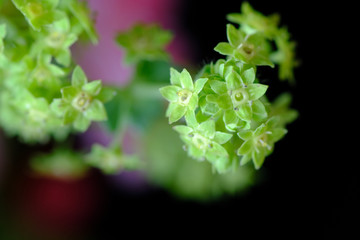 closeup of a plant