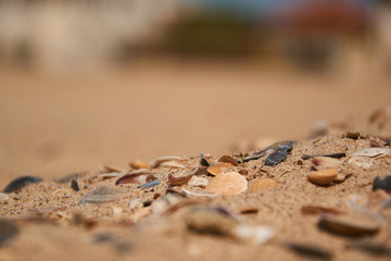 Shells in the sand on the beach background. Selective focus