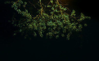 leaves on a tree in spring, spring flowering of trees, a tree under a lantern at night
