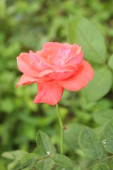 Close up of rose flower