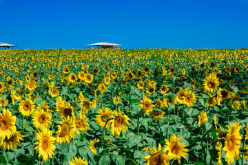 Sunflower Plantation