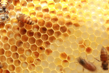 Honey bees swarming on honeycomb.