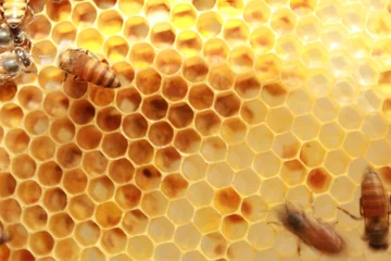 Fotobehang Honey bees swarming on honeycomb. © #CHANNELM2