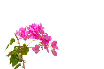 head of beautiful bougainvillea flower with path