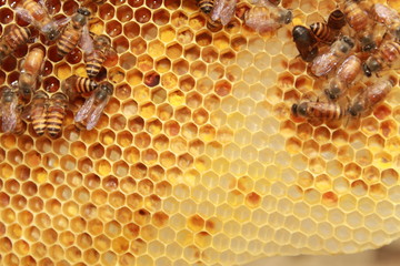 bees on honeycomb
